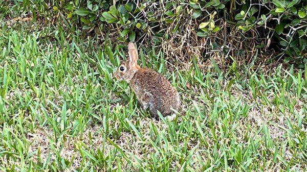 Saw bunny on our walk by the church.