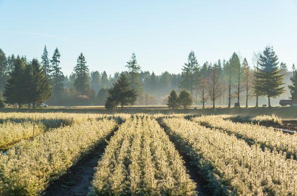 monroe-pine-needle-pine-straw-mulch-sales-delivery-and-installation-about