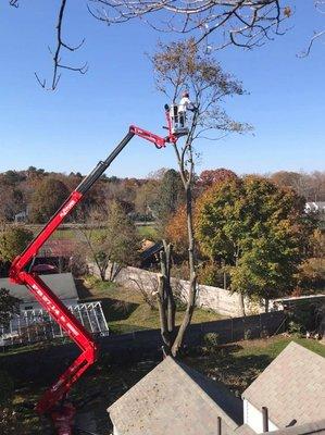 Devo's Tree and Stump removal