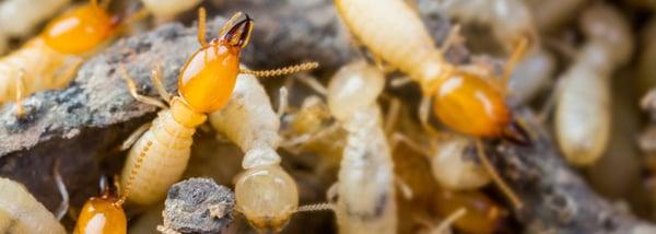 We are termite control experts with a solid track-record of effective, customized service plans!