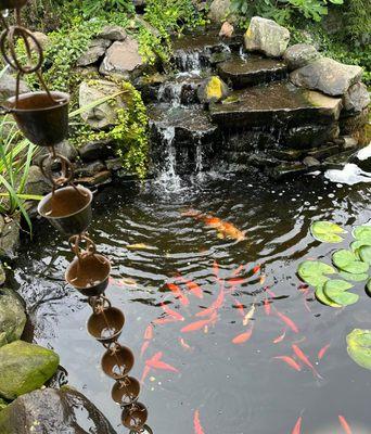 Beautiful Koi Pond