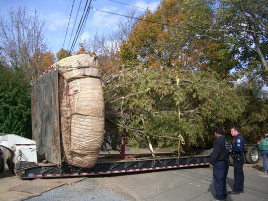 Trees on the move!