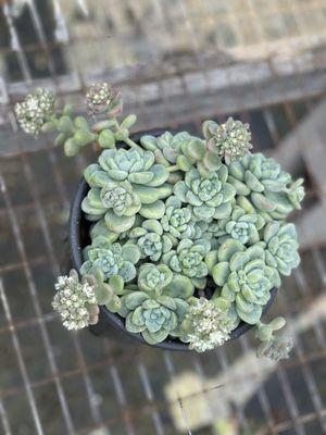 Sedum clavatum