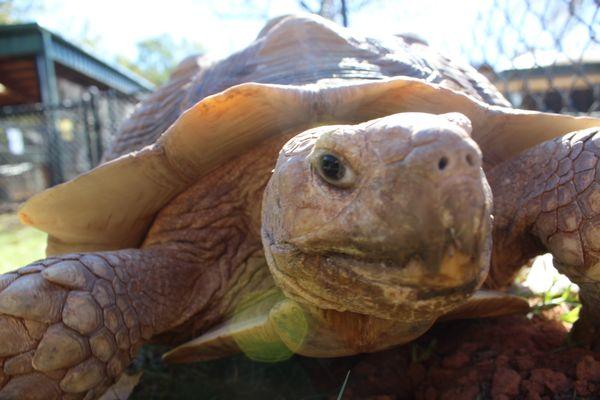 Toogie - Sulcata Tortoise