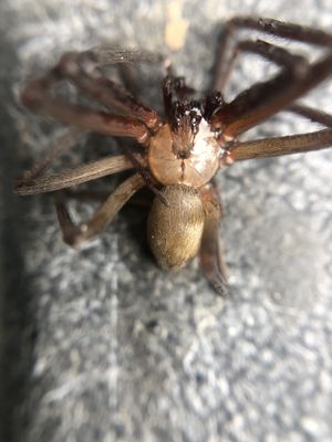 Brown Recluse Spider found in Centerton, AR.