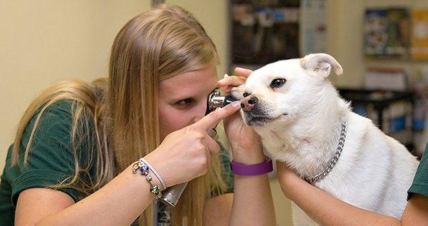 Apple Grove Veterinary Care