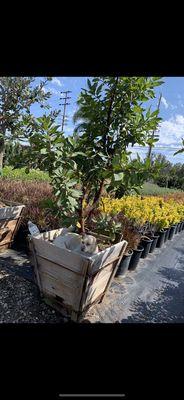 Green Tree Nursery