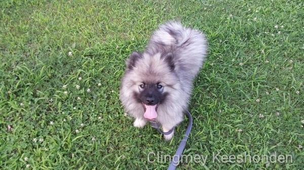 Keeshond puppies