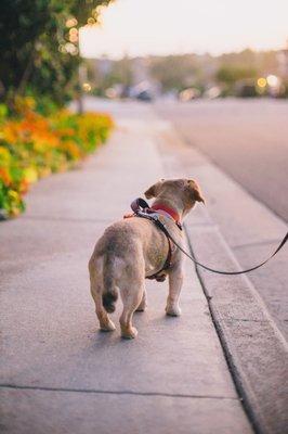 Appa's Lion tail cut from Angel!   PC: Cheryl Andaya