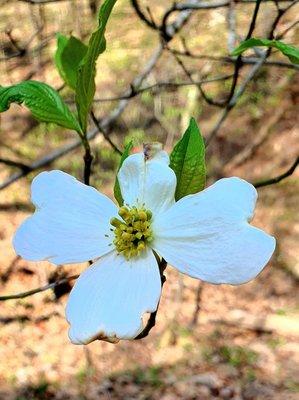 Wild dogwood bloom along the trail