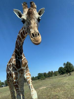 Giraffe