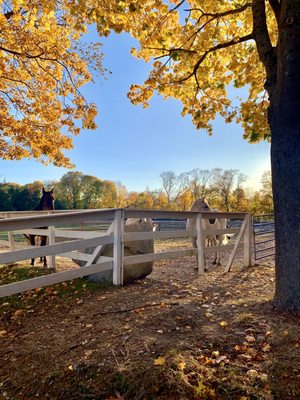 Fall at the farm