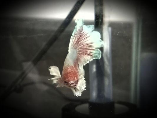 Just one of the beautiful bettas who found his forever home