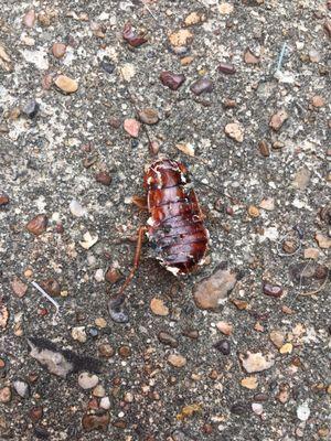 Dead cockroach