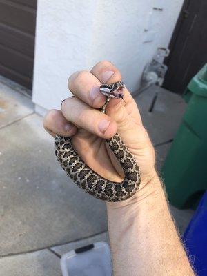 A young rattlesnake from a clients garage