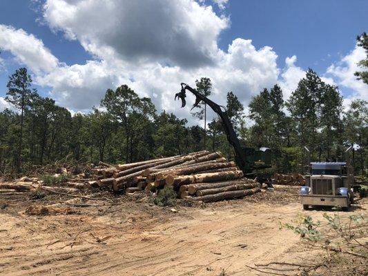 WB Logging and Timber Management