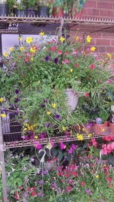 Hanging baskets