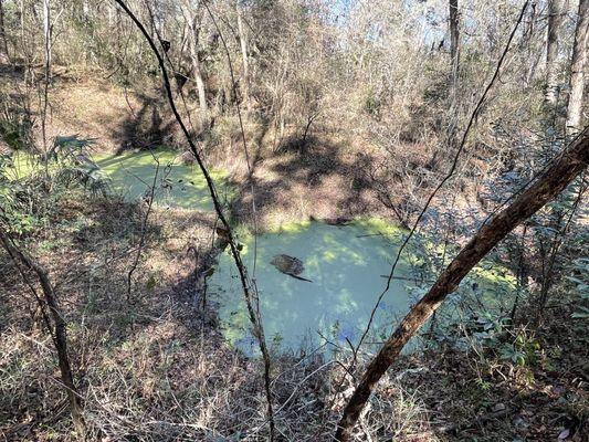 Lafayette Blue Springs State Park