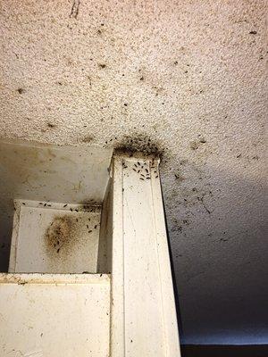 When roach nests are not not hiding in secluded areas, the infestation is getting out of control. It will likely need multiple treatments.