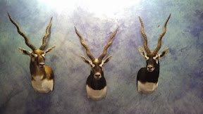 Black Buck Shoulder Mounts