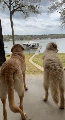 Dog on the right was before The Groom Room. He is wet but his hair was still SO curly!!!