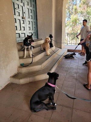 Group sit stay... on the steps! Lol