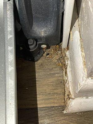 cockroach casing and dead bugs behind the refrigerator