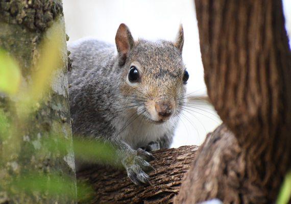 Squirrels are just one of the many animals who live wild at Edith L Moore.