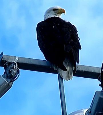 Bald Eagle hanging high in the park!