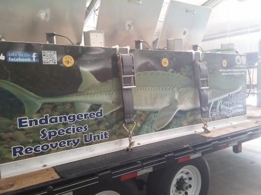 The truck they use to stock the sturgeon.