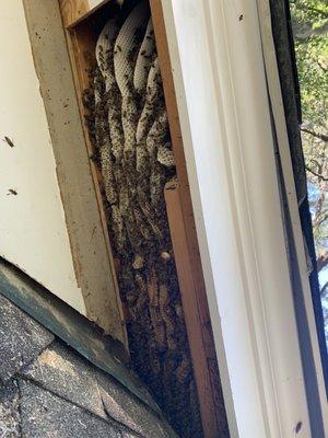 Bees in soffit