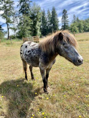 The sweetest mini-horse ever!