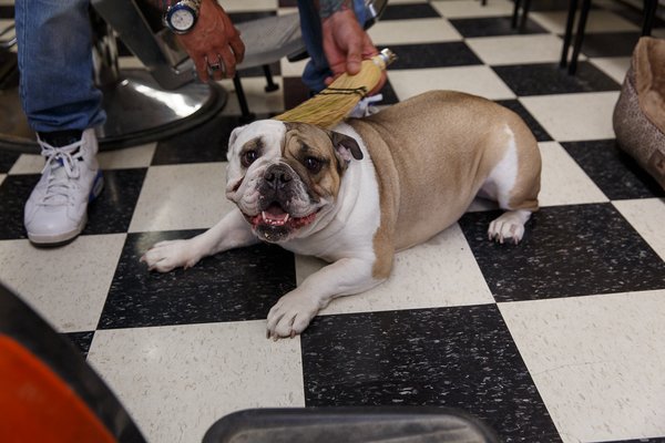 Our shop dog, Leia!