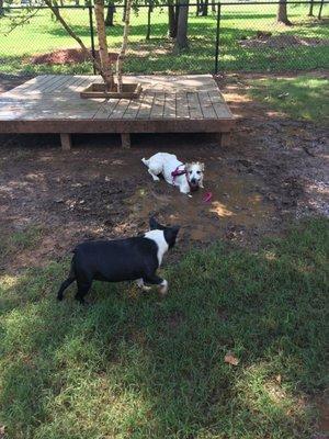 Mud puddle by the pool!