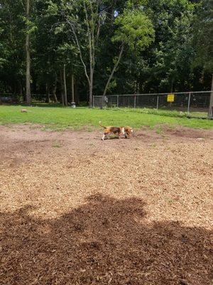 Wallingford Dog Park