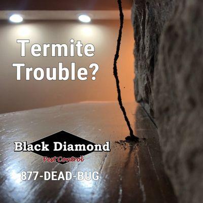 Notice some flying insects recently? Termite season is here! Call today for a free estimate 859.721.2458