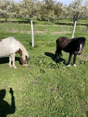 In the pasture