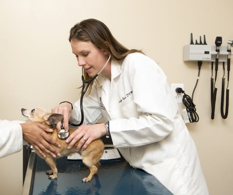 Leesburg Veterinary Hospital's Dr. Jennifer Boyle