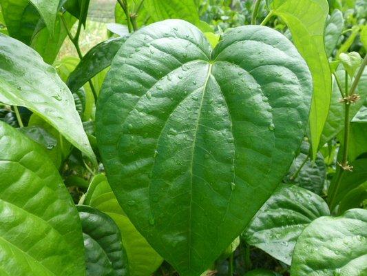 Pann Leaf - Best Betel(Pann) leaf you can find www.basilfarmhawaii.com