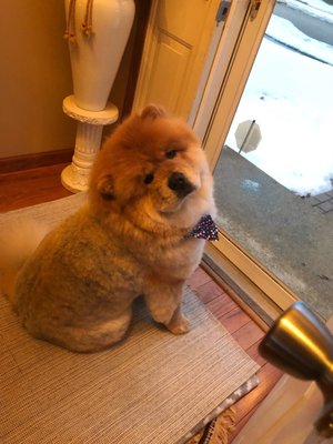 After his groom--his coat now looks splotchy and mottled brown/grey