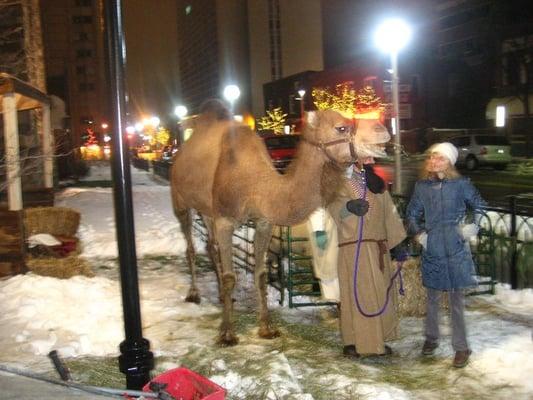 a freaking camel!