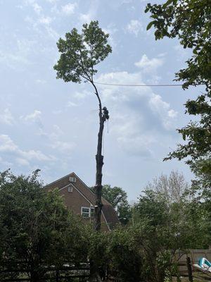 Cutting the final cluster of branches/top off a large silver maple we fully removed.