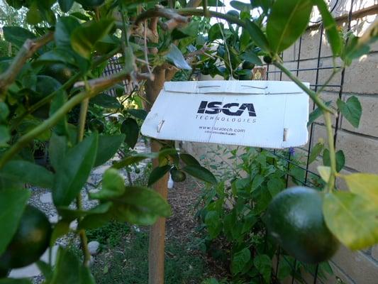 Maria V., using the Delta Trap for her Citrus trees