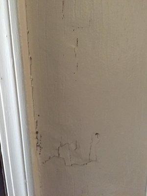 Termite damage