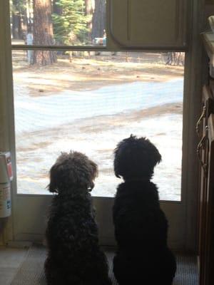 Maggie & Marlee when they know Nova is going to come pick them up! Eagerly waiting.