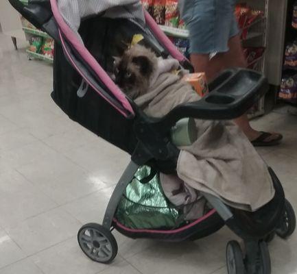 Stroller with a cat in it that a woman brought in while she shopped.