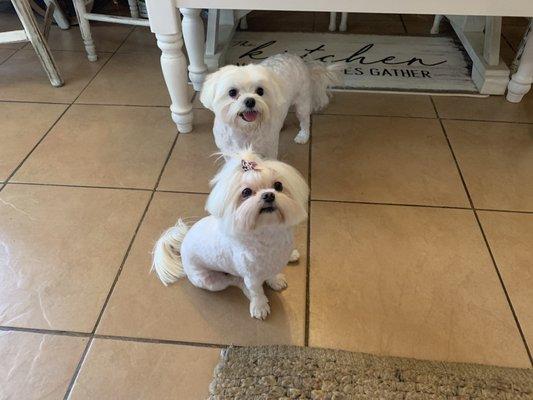 The best haircuts in the world!!!! I love love love their groomers!