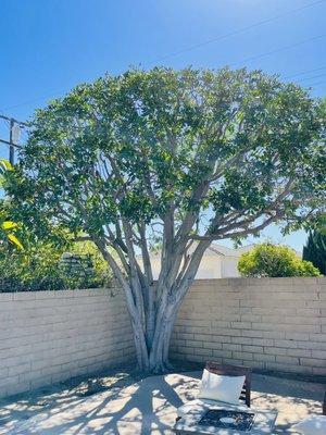 Carrot Wood Pruned.. art that will make your house looks amazing.. Long Beach CA