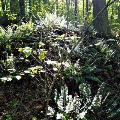 ferns finding the light