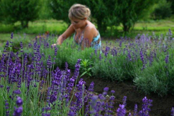 Flower fields